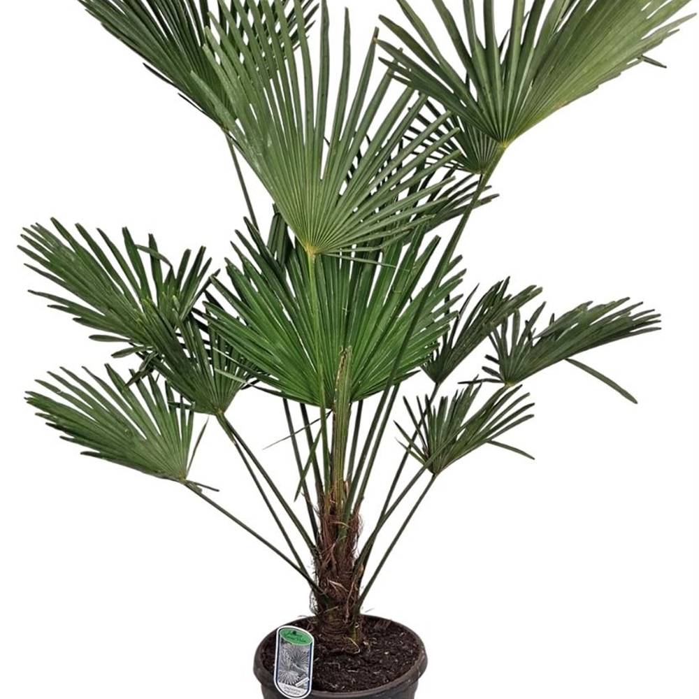 Trachycarpus Wagnerianus T32 H140