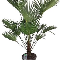 Trachycarpus Wagnerianus T32 H140