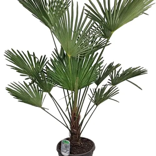 Trachycarpus Wagnerianus T32 H140
