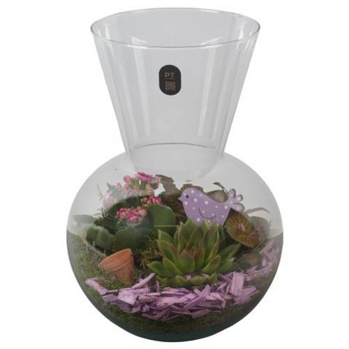 Kal.Arr PTIG2630 T21 H030