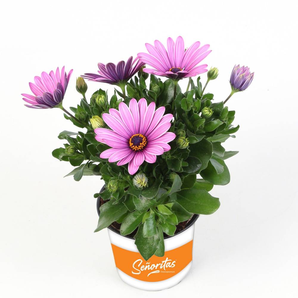 Osteospermum hell rosa Senorita Lola T10,5 H020