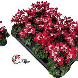 Cyclame weinrot Dijx mini T07 H015
