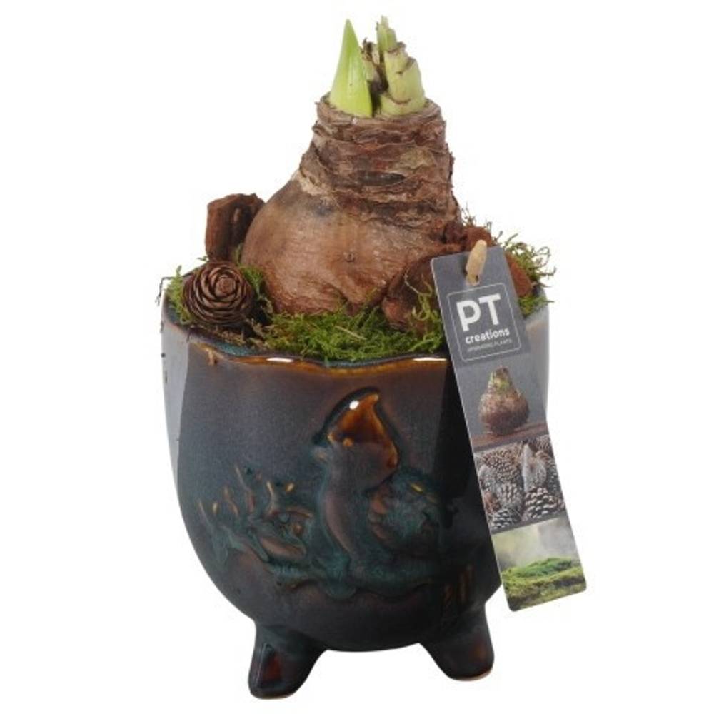 Amaryl.Arr PTAA7516 rote Bl. T14 H025