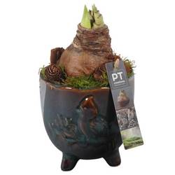 Amaryl.Arr PTAA7516 rote Bl. T14 H025