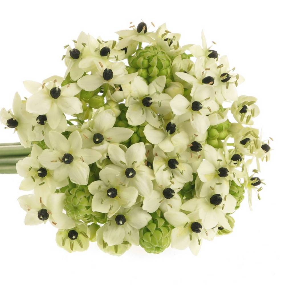 Ornithogalum weiss Arabicum 50cm