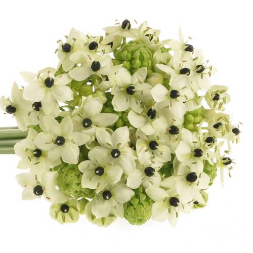 Ornithogalum weiss Arabicum 50cm