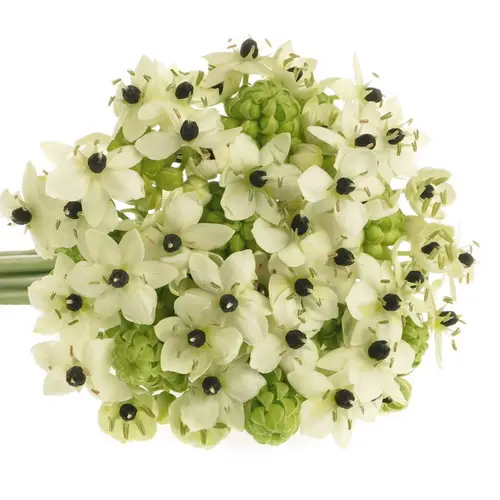 Ornithogalum weiss Arabicum 50cm