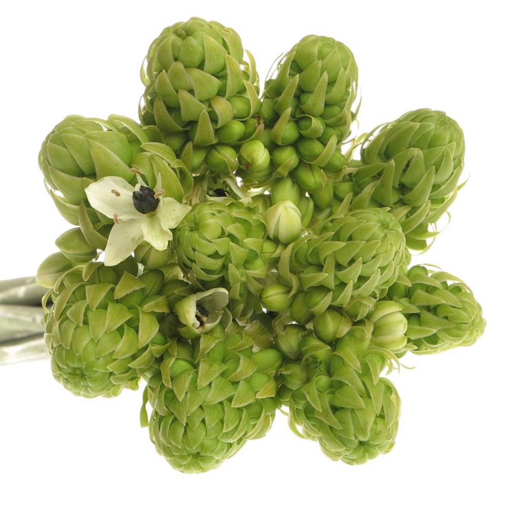 Ornithogalum weiss Arabicum 50cm