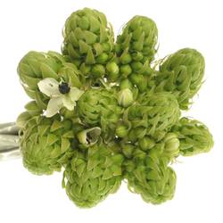 Ornithogalum weiss Arabicum 50cm