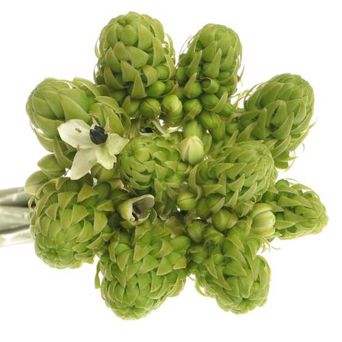 Ornithogalum weiss Arabicum 50cm