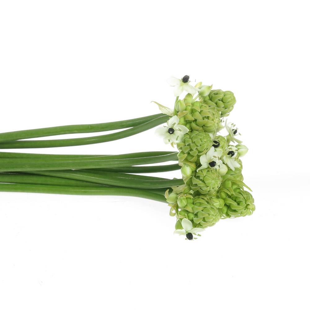 Ornithogalum weiss Arabicum 50cm