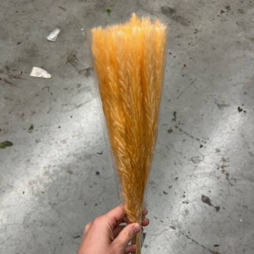Miscanthus lachs gebleicht 70cm