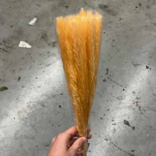Miscanthus lachs gebleicht 70cm