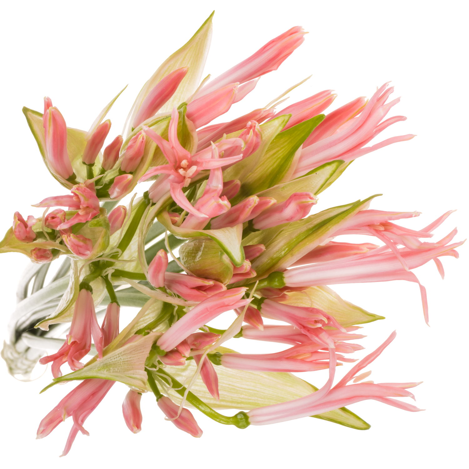 Nerine hell rosa Stefanie 60cm