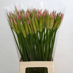 Nerine rosa Stefanie 60cm