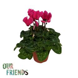 Cycl.Fuchsia Elegante T12 H025
