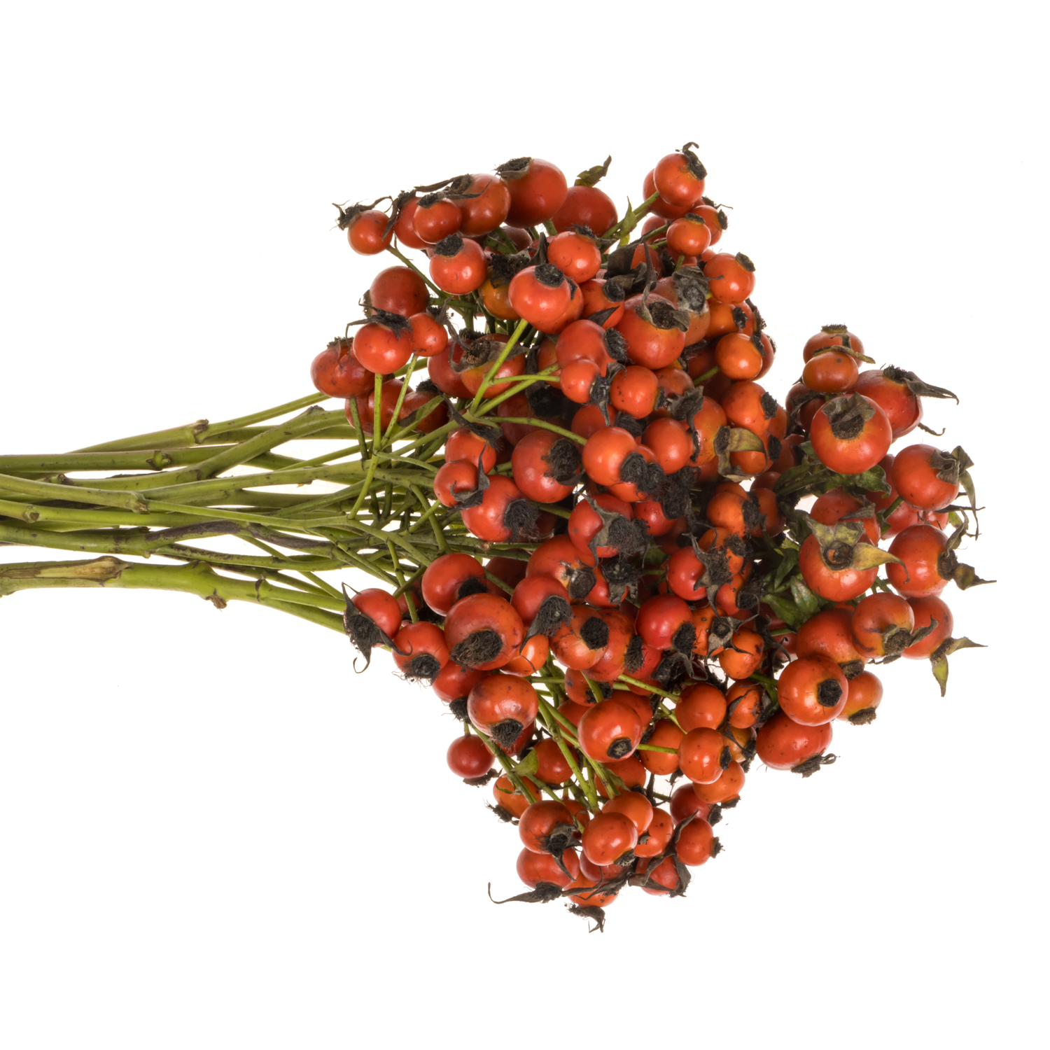 Hagebutte rot Mandarin Hiphop 40cm