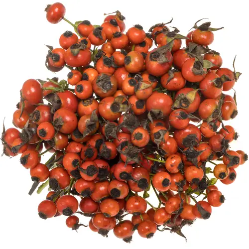 Hagebutte rot Mandarin Hiphop 40cm