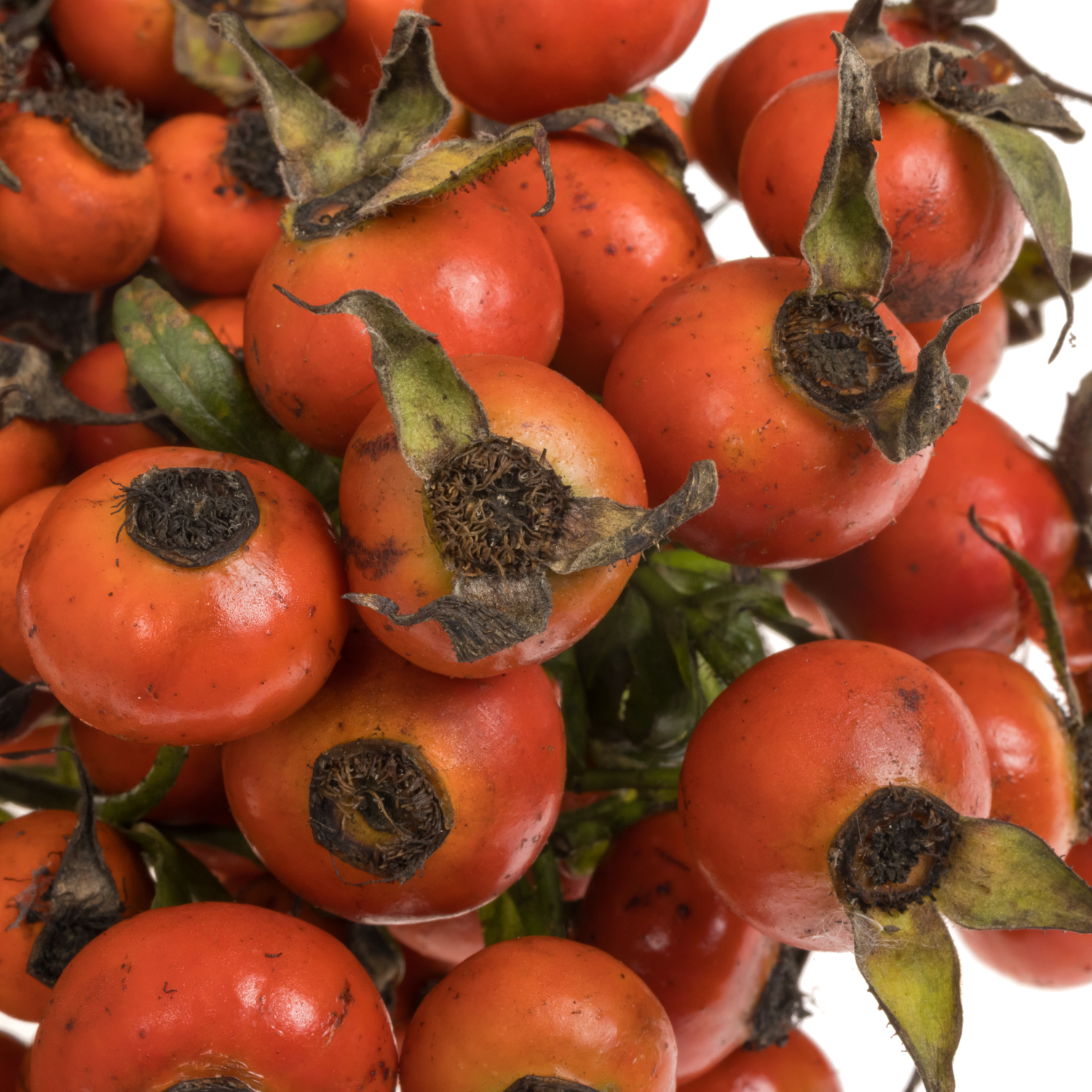 Hagebutte rot Mandarin Hiphop 40cm