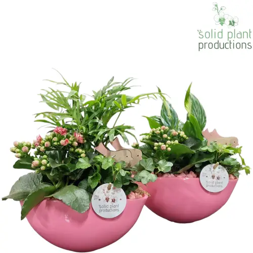 Kal.Arr mix SC005 Evelyn rosa T22 H035