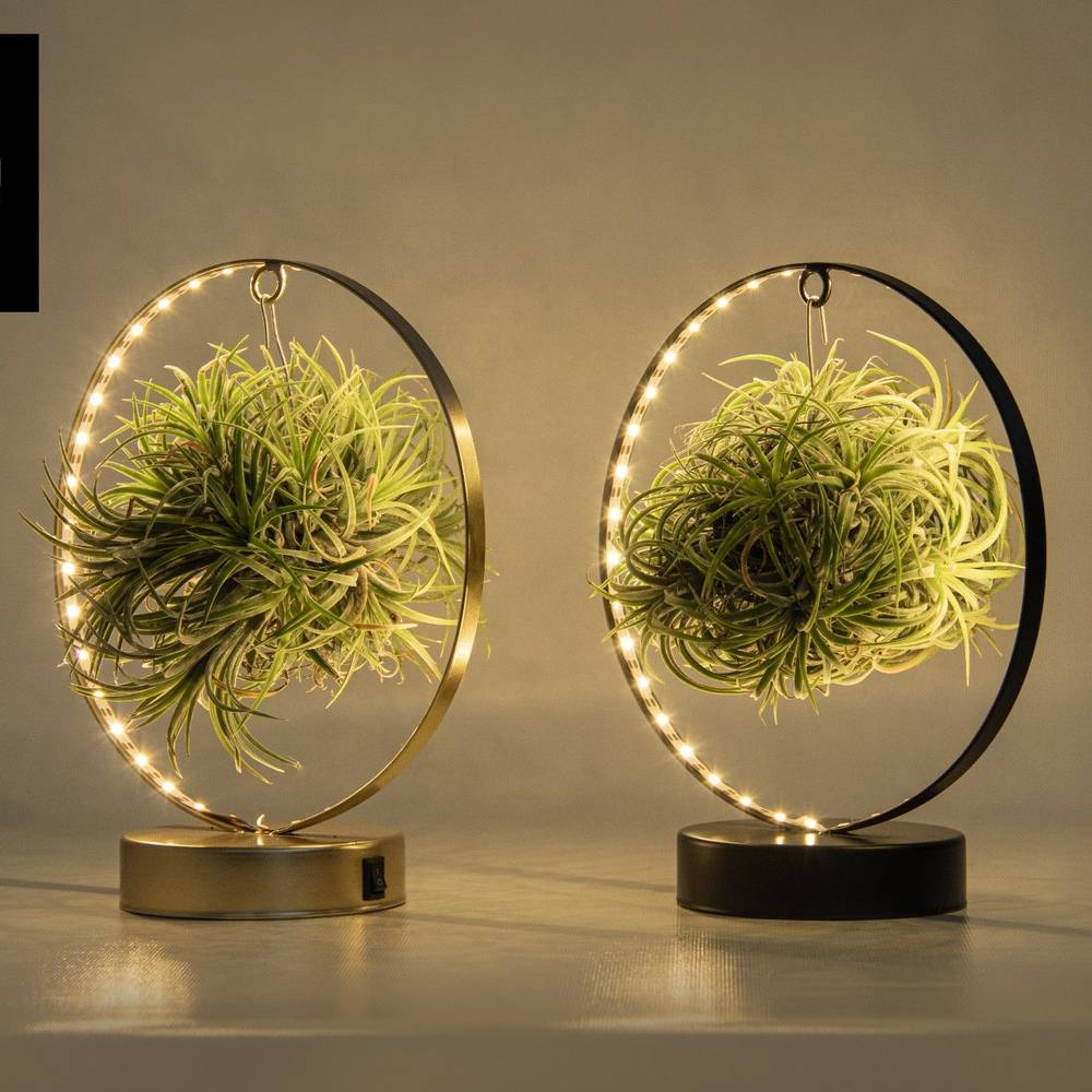 Tillandsia LED Edition T11 H023