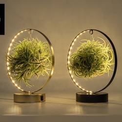 Tillandsia LED Edition T11 H023