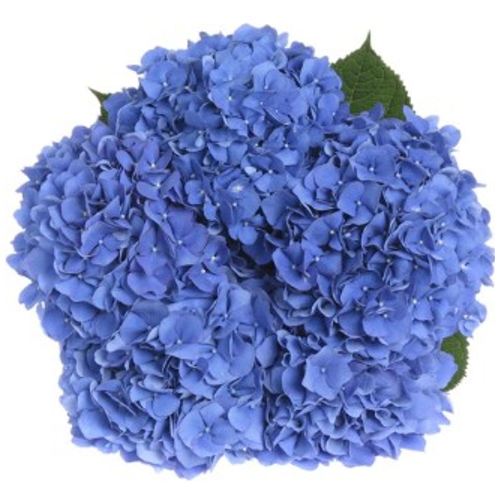 Hortensie blau Pimpernel Bol 14cm 50cm