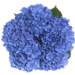 Hortensie blau Pimpernel Bol 14cm 50cm