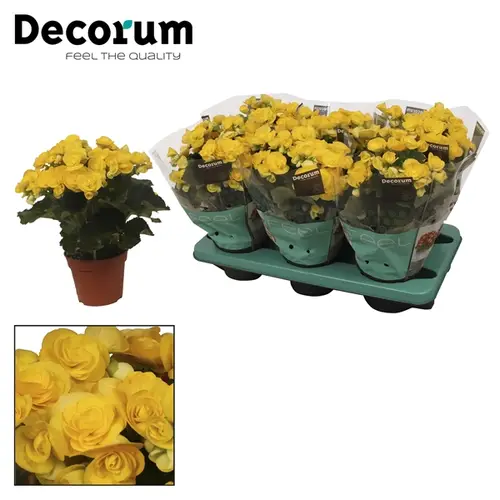Begonie gelb  Rebecca T14 H32