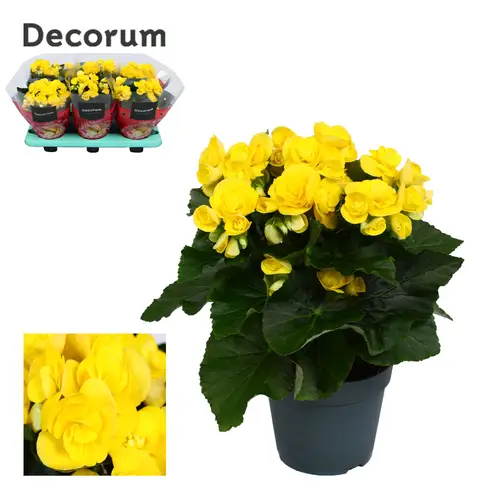Begonie gelb Rebecca T14 H032