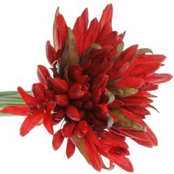 Nerine rot Lydia 50cm