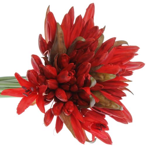 Nerine rot Lydia 50cm