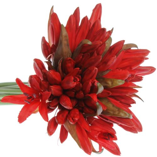 Nerine rot Lydia 50cm