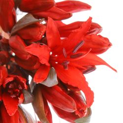 Nerine rot Lydia 50cm