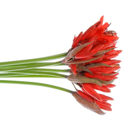 Nerine rot Lydia 50cm