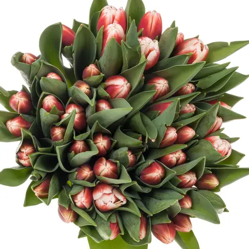 Tulpe rot/weiss Outfit 36 Gramm