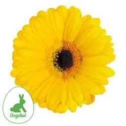 Germini gelb auge Osternangebot