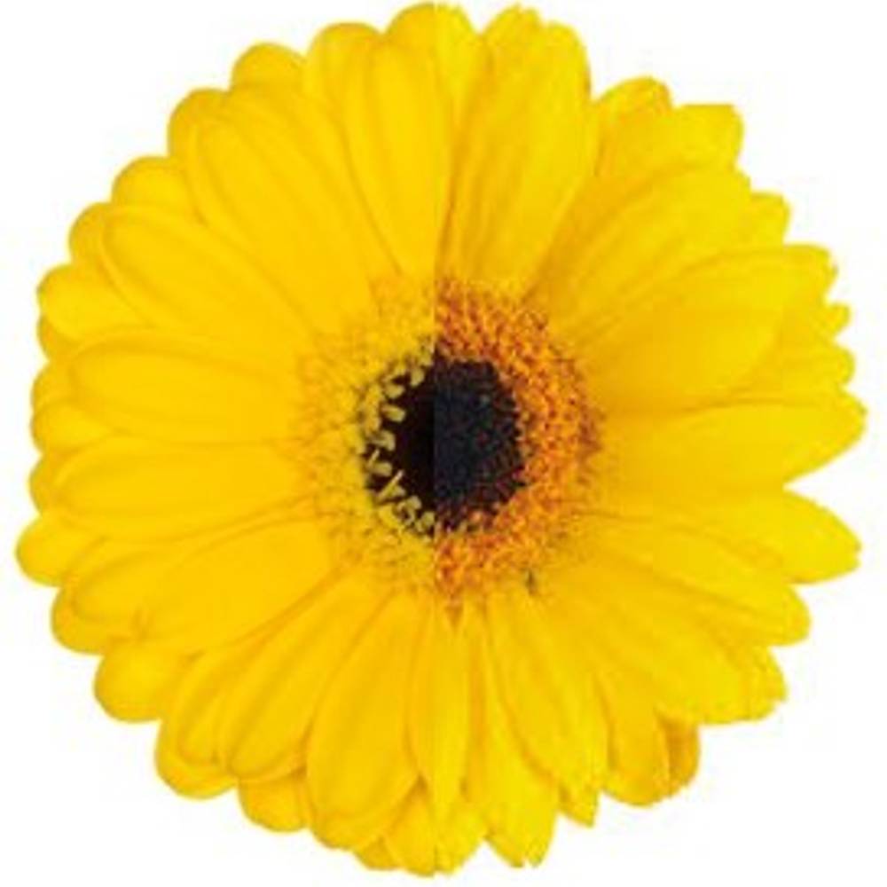 Germini gelb auge Osternangebot