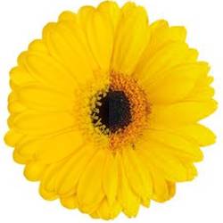 Germini gelb auge Osternangebot