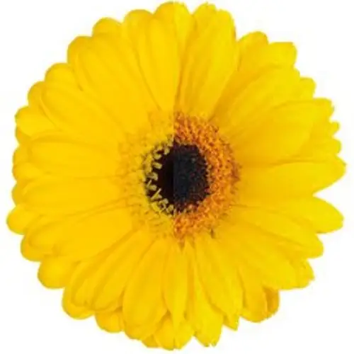 Germini gelb auge Osternangebot