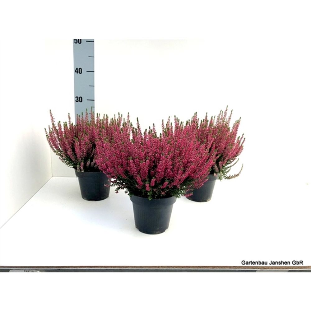 Calluna Bl rot T13 H22