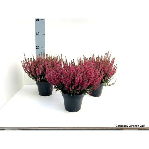 Calluna Bl rot T13 H22
