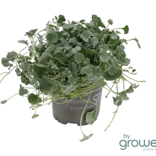 Dichondra Agentea T10,5 H005