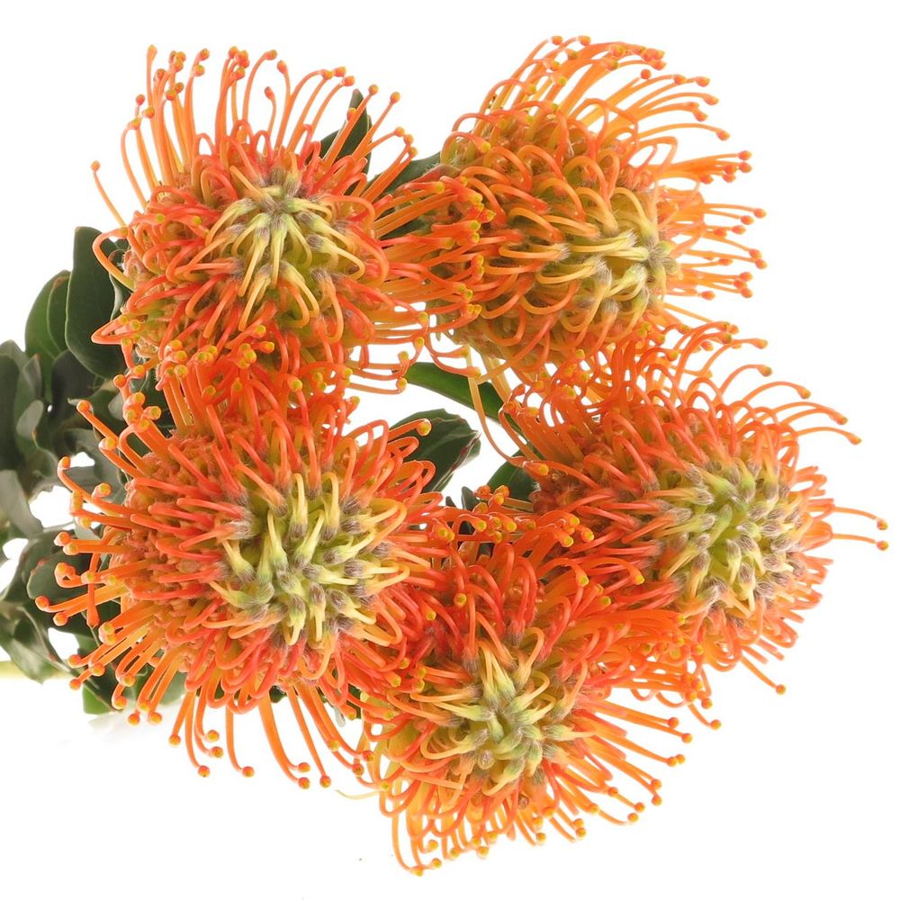 Nutans orange Sunset 40cm