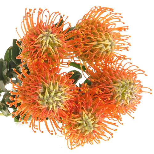 Nutans orange Sunset 40cm