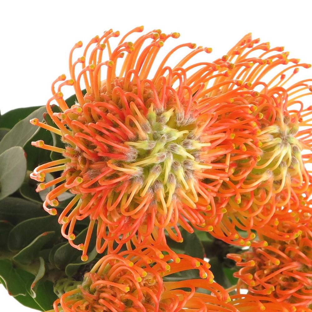 Nutans orange Sunset 40cm