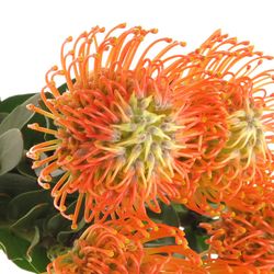 Nutans orange Sunset 40cm
