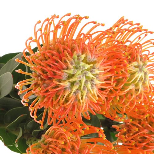 Nutans orange Sunset 40cm