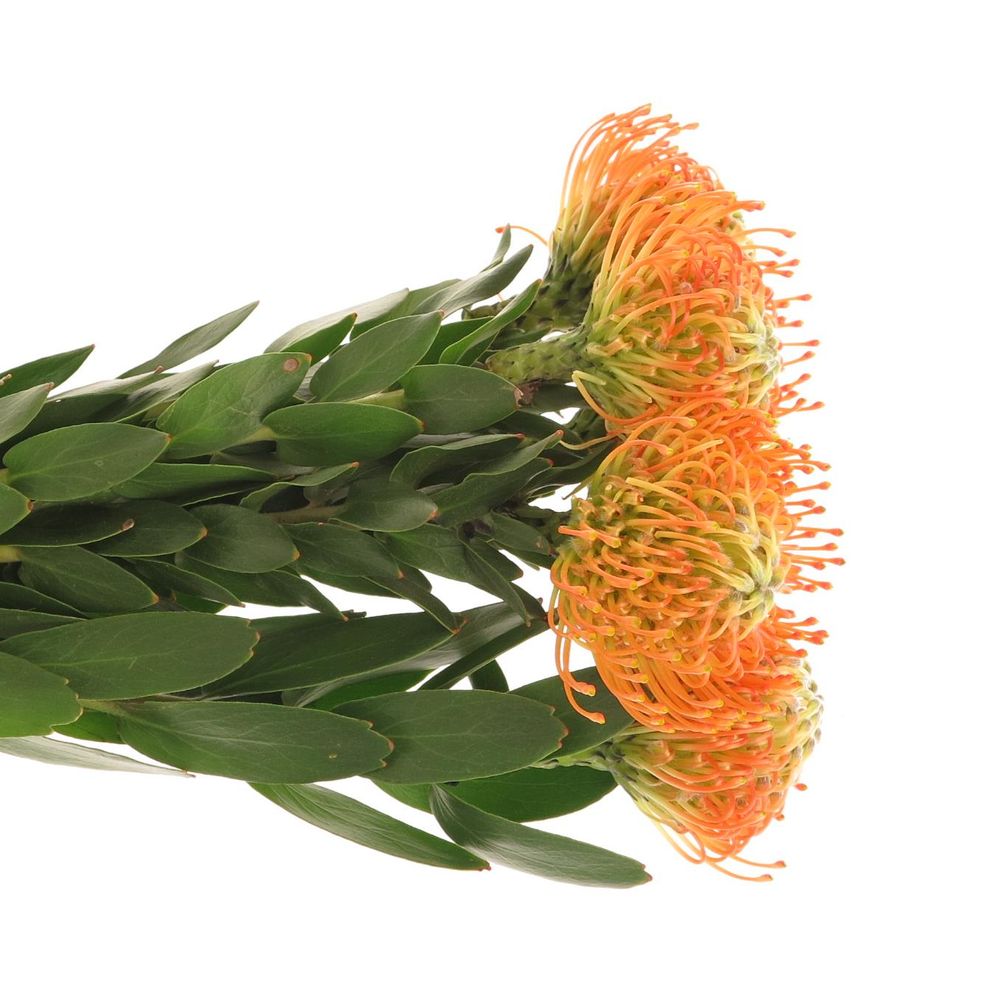 Nutans orange Sunset 40cm