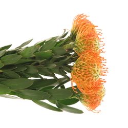 Nutans orange Sunset 40cm